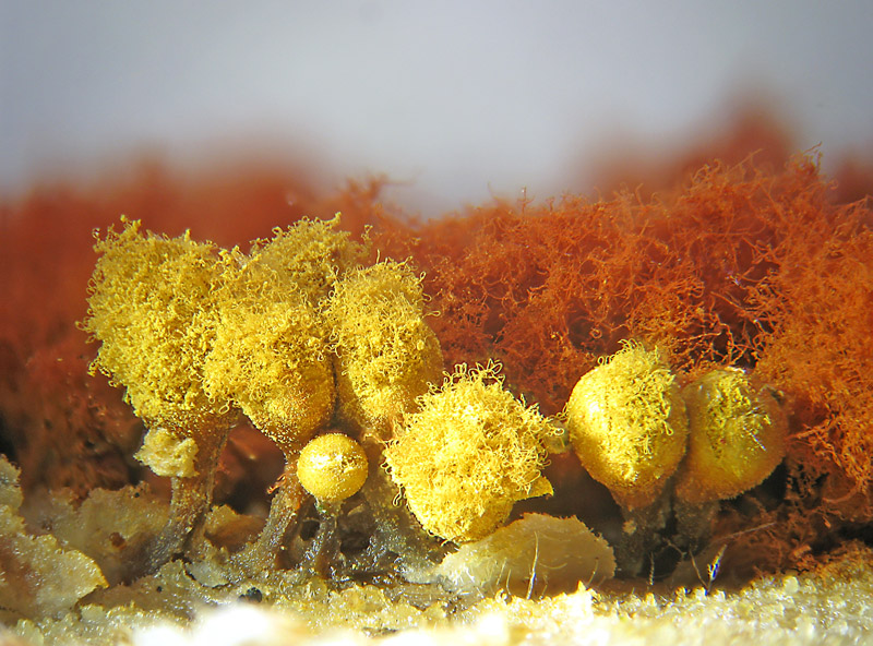 Hemitrichia e Metatrichia